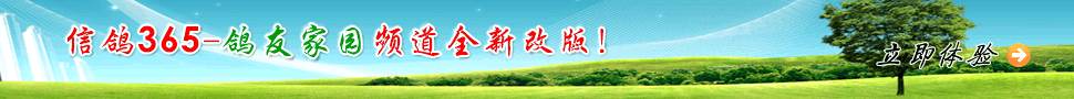 好消息！好消息！鸽友家园全新改版啦！快快加入吧！